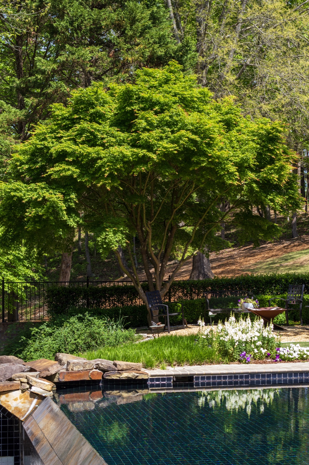 Landscape design — Japanese maple by pool