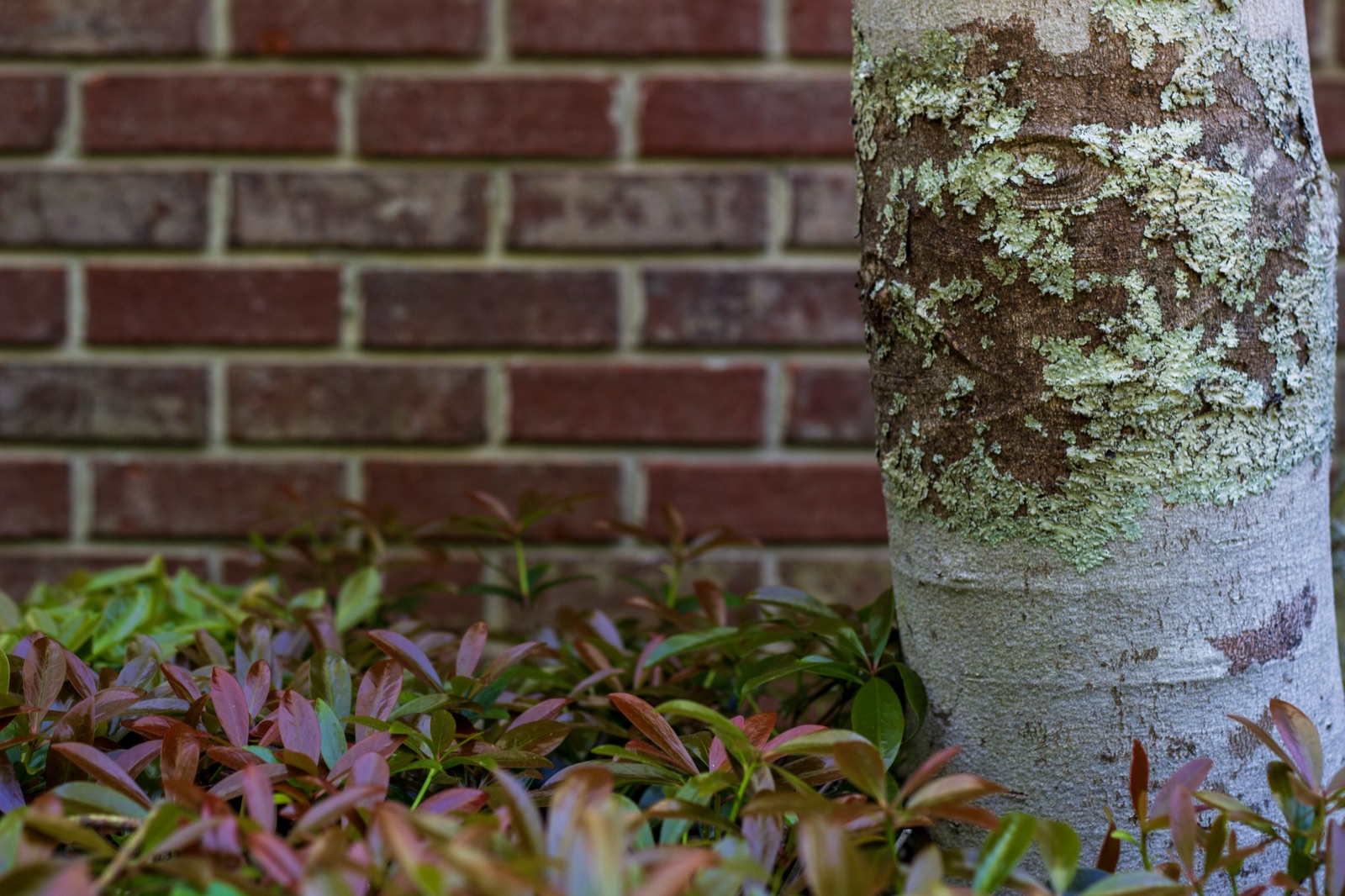 Mature tree and ornamental shrub composition